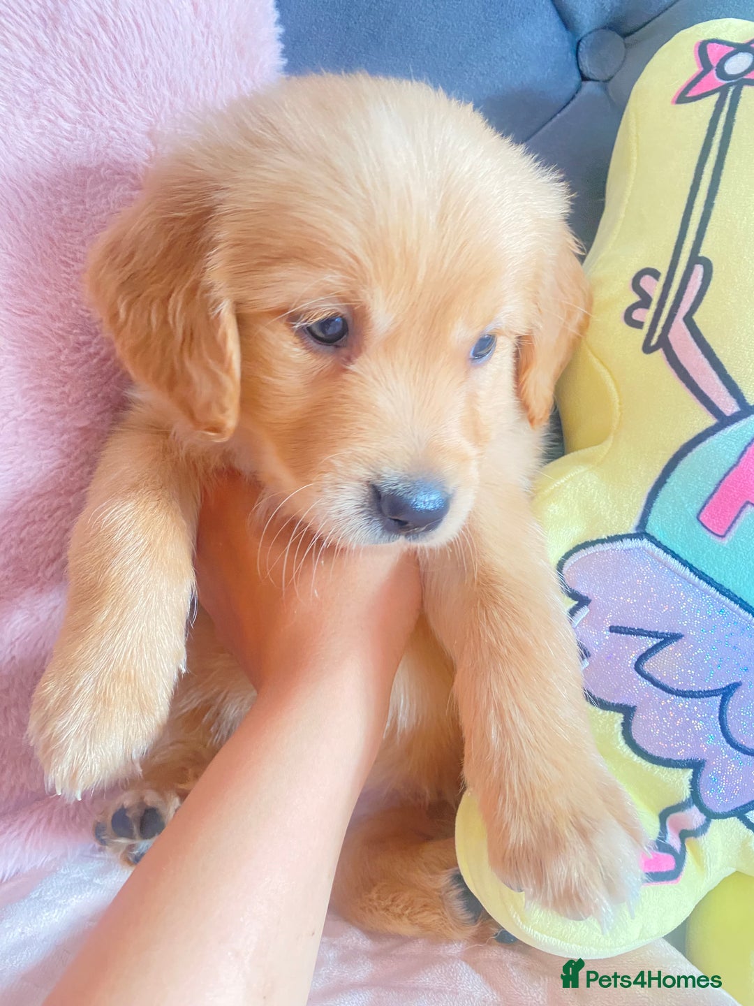 Golden Retriever dogs for sale: Beautiful KC golden pups ready to leave 🥰🥰🏡 - Image 11