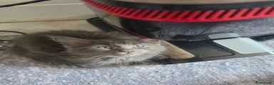 Maine Coon 3