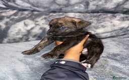 Mixed Breed dogs for sale: 8 beautiful staff cross shepsky pups  - Image 5