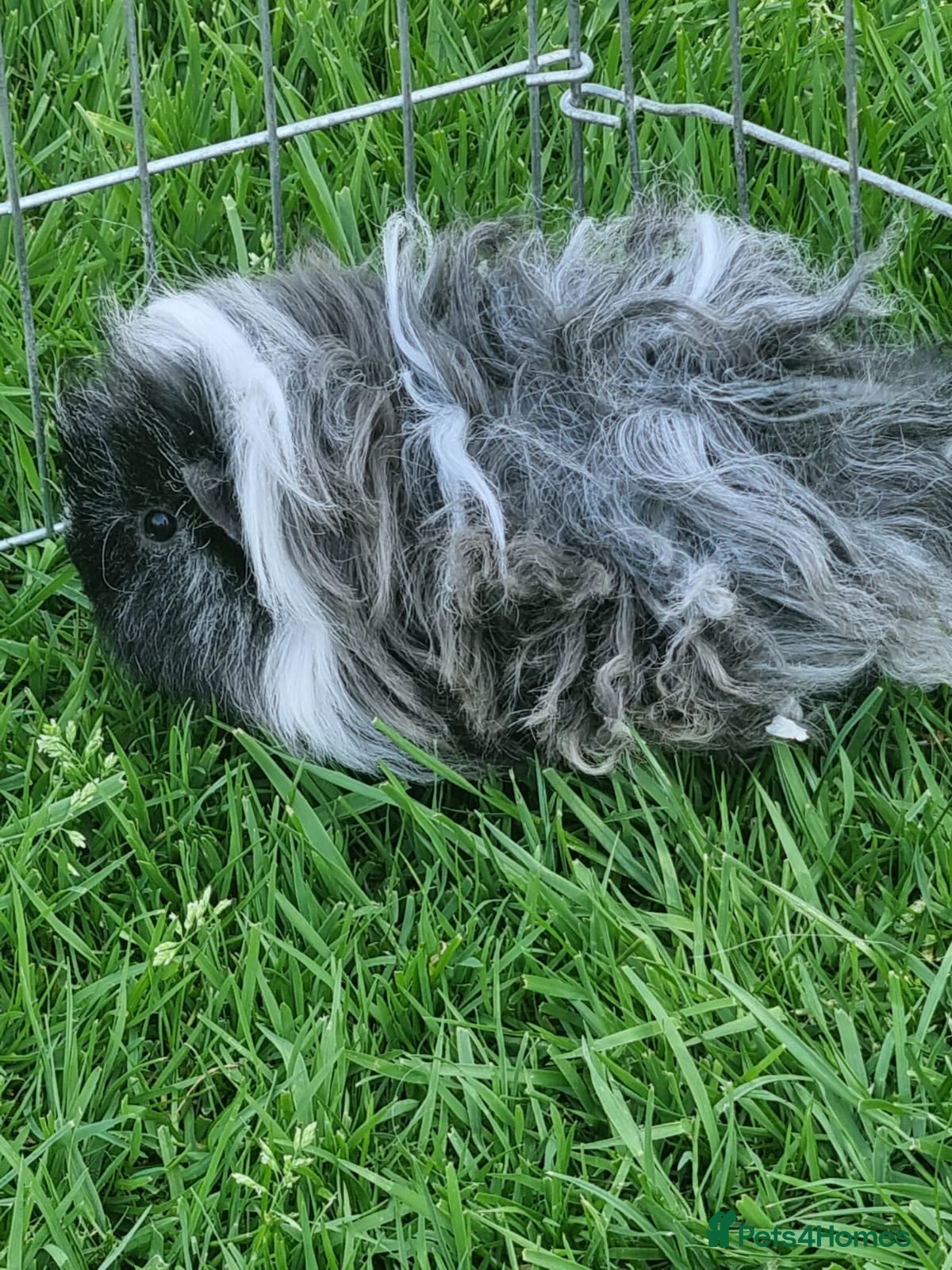 Guinea Pig rodents for sale: Lovely lunkayara and californian sows in Hull - Advert 3