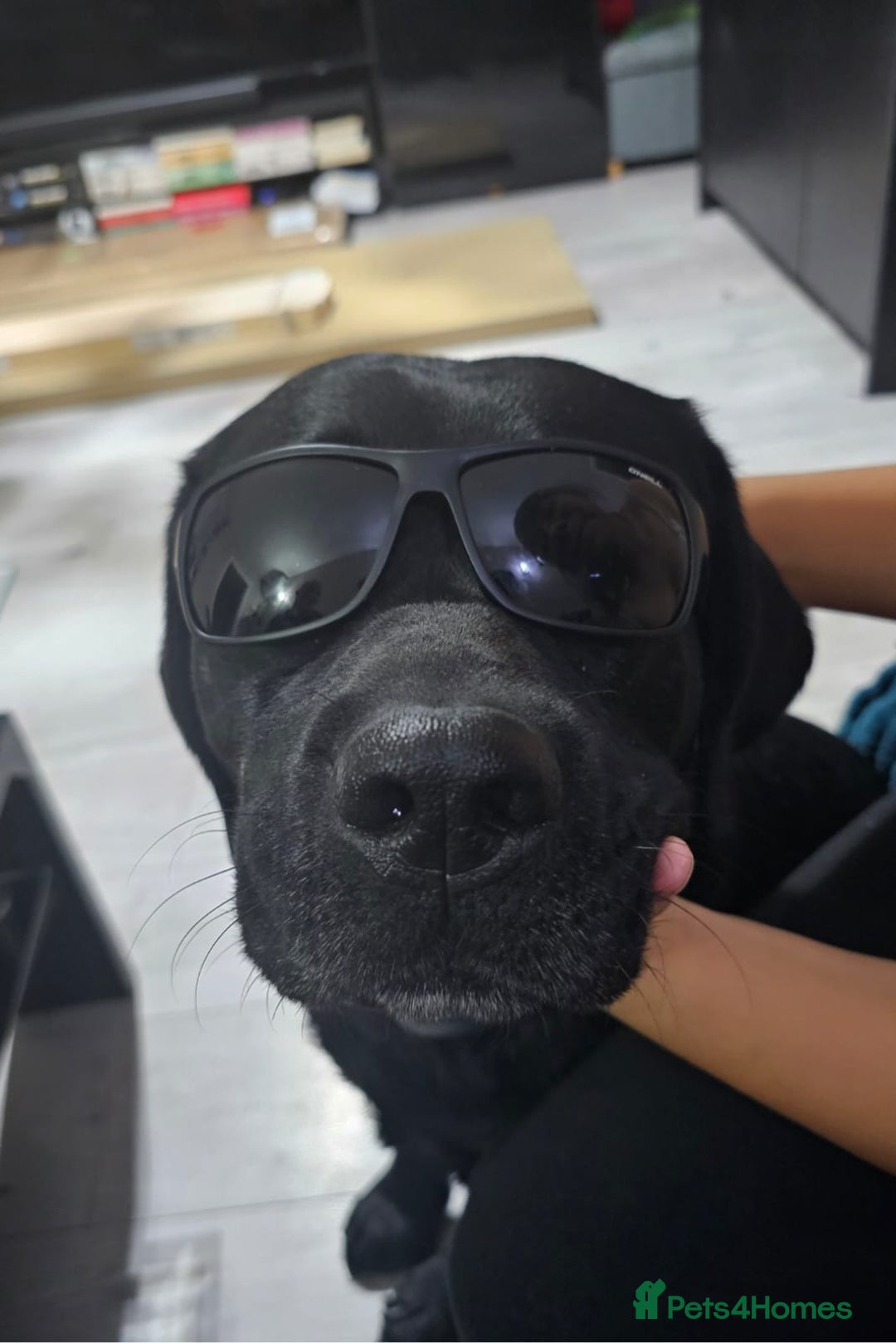 Labrador Retriever dogs for stud: Proven Fully DNA Tested for Stud in Harlow - Advert 29