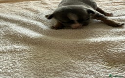French Bulldog dogs for sale: French Bulldog Puppies 3 Male 4 Female  - Image 36