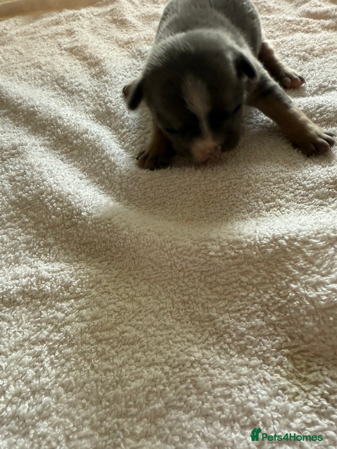 French Bulldog dogs for sale: French Bulldog Puppies 3 Male 4 Female  - Image 36