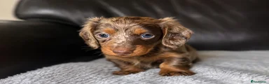 Miniature Dachshund 5