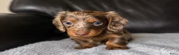 Miniature Dachshund dogs for sale: Miniature dachshunds  - Advert 3