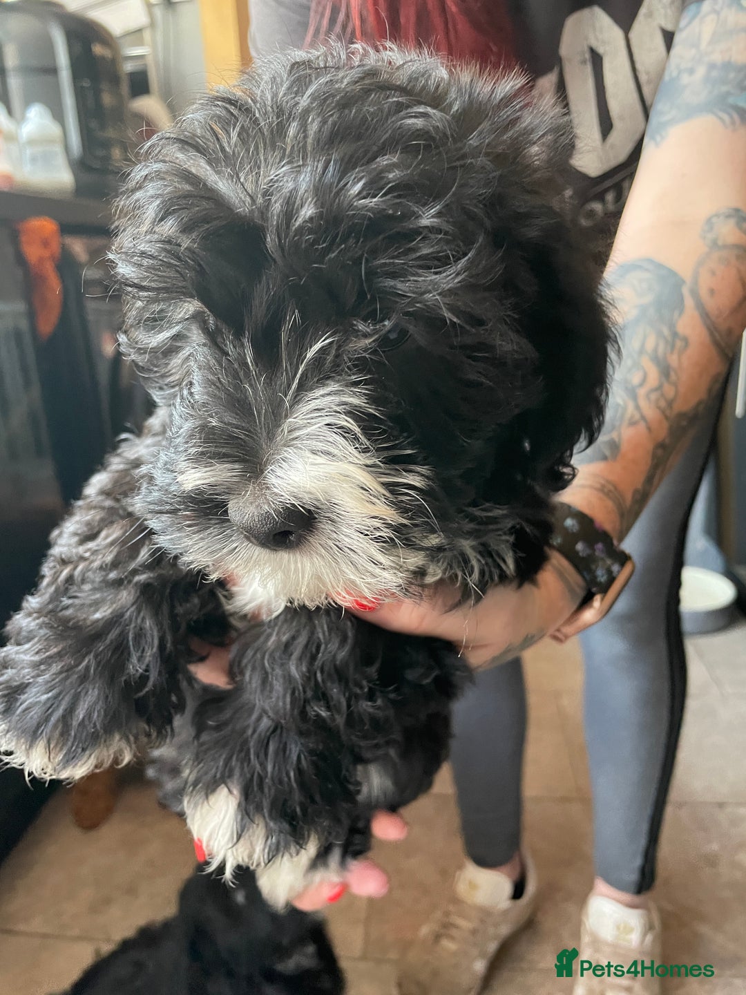 Toy Poodle dogs for stud: Beautiful, proven toy poodle for stud - Advert 11