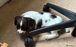 English Springer Spaniel dogs for sale: English Springer Spaniels available 3 x girls in Hereford - Image 23