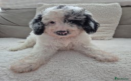 Cockapoo dogs for sale: COCKAPOOS READY FOR THERE NEW    HOMES  - Image 1