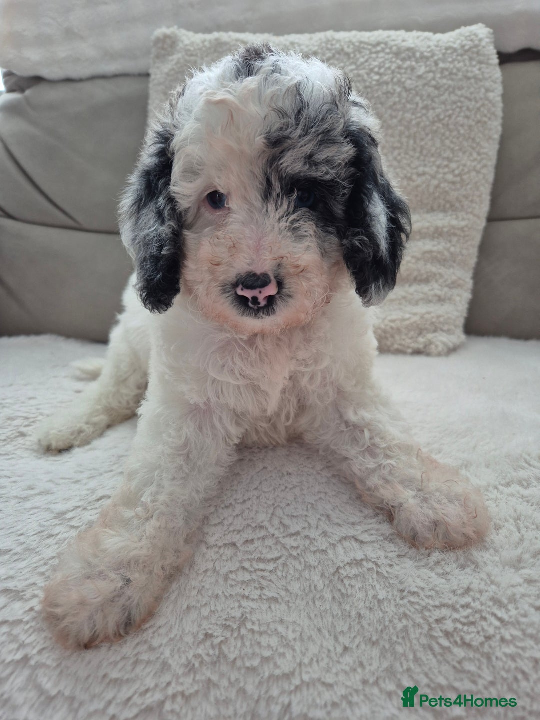 Cockapoo dogs for sale: COCKAPOOS READY FOR THERE NEW    HOMES  - Image 1
