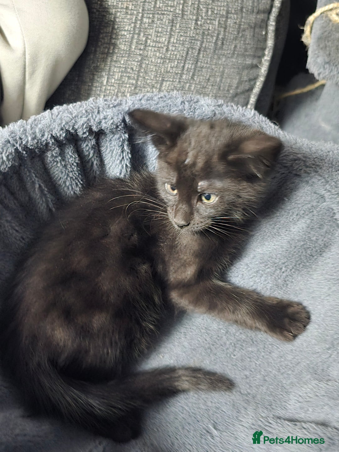 Mixed Breed cats for sale: Mixed breed kittens - Image 3