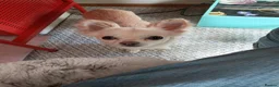 Chihuahua dogs for sale: Henry - Advert 3