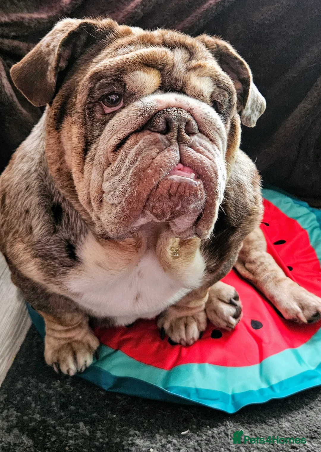 English Bulldog dogs for sale: Stunning Chocolate Merle Female English Bulldog - Advert 5