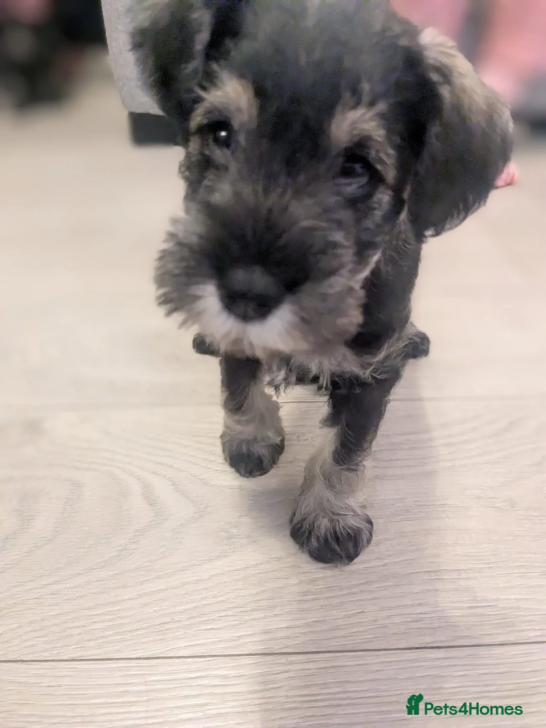 Miniature Schnauzer dogs for sale: KC Registered Miniature Schnauzer Puppies - Advert 28