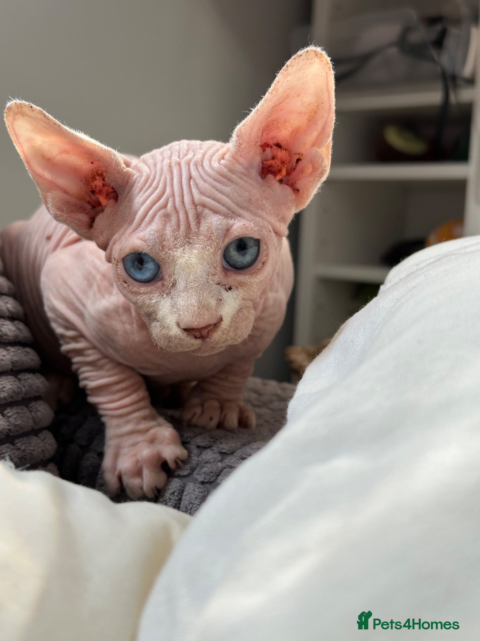 Sphynx cats Canadian Sphynx kittens READY NOW - Advert 2