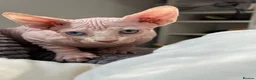 Sphynx cats for sale: Canadian Sphynx kittens READY NOW - Advert 1