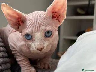 Sphynx cats Canadian Sphynx kittens READY NOW - Advert 2