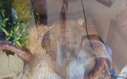 Corn Snake reptiles for sale: corn snakes - Image 2