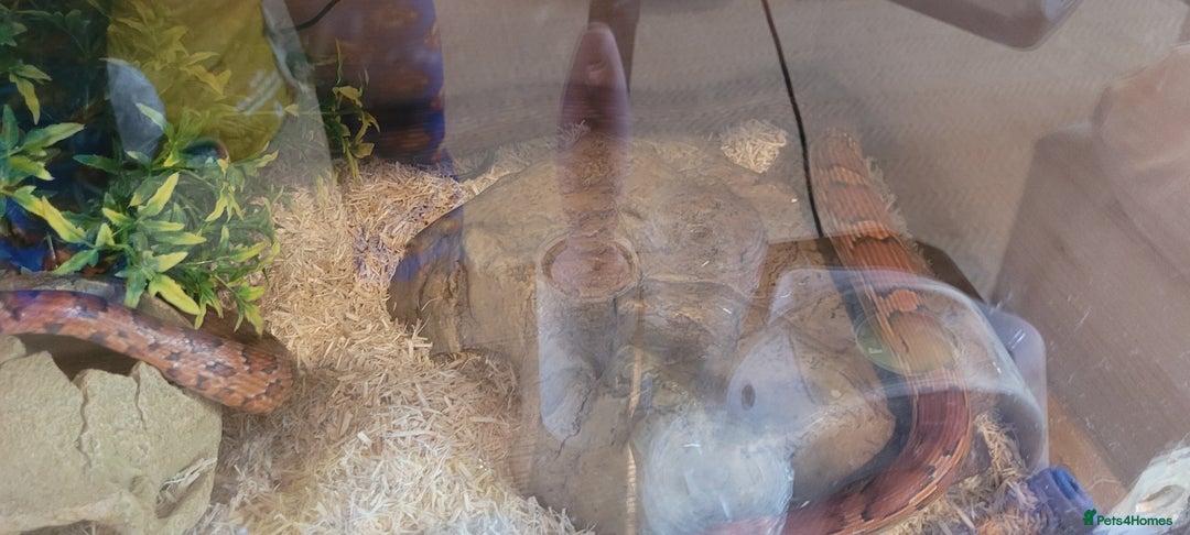 Corn Snake reptiles for sale: corn snakes - Image 2