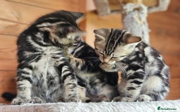Bengal cats for sale: Adorable Half Bengal Kittens - Image 18