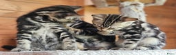 Bengal cats for sale: Adorable Half Bengal Kittens - Advert 19