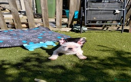 French Bulldog dogs for sale: French bulldog husky with furnishings - Image 1