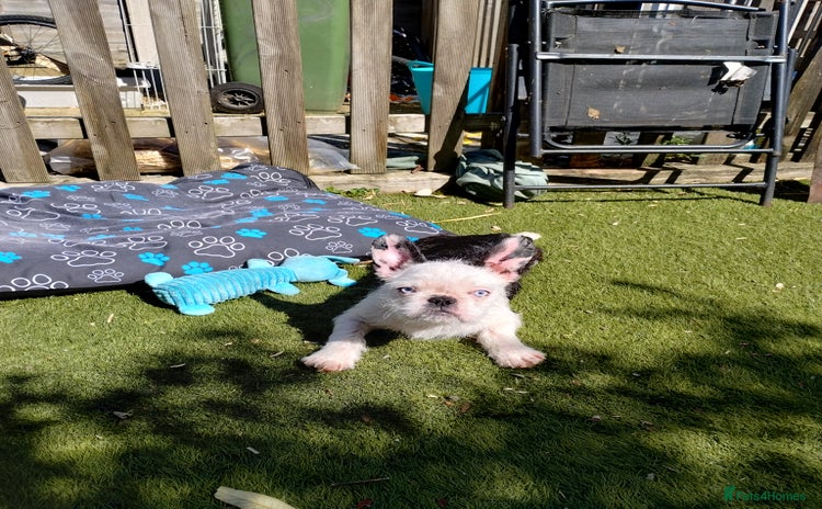 French Bulldog dogs - Advert 10