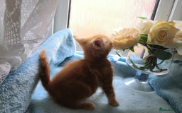 Mixed Breed cats for sale: Beautiful Male kittens VIDEOS - Image 9
