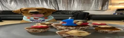 Labrador Retriever dogs for sale: Labrador Retriever  in Colchester - Advert 15