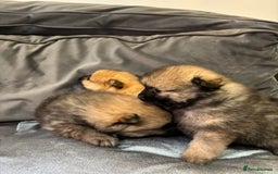 Pomeranian dogs for sale: **** ** ** POMERANIAN PUPPIES **** - Image 10
