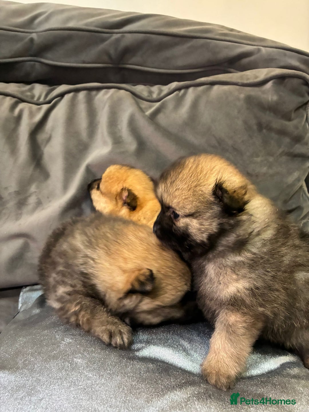 Pomeranian dogs for sale: **** ** ** POMERANIAN PUPPIES **** - Image 10