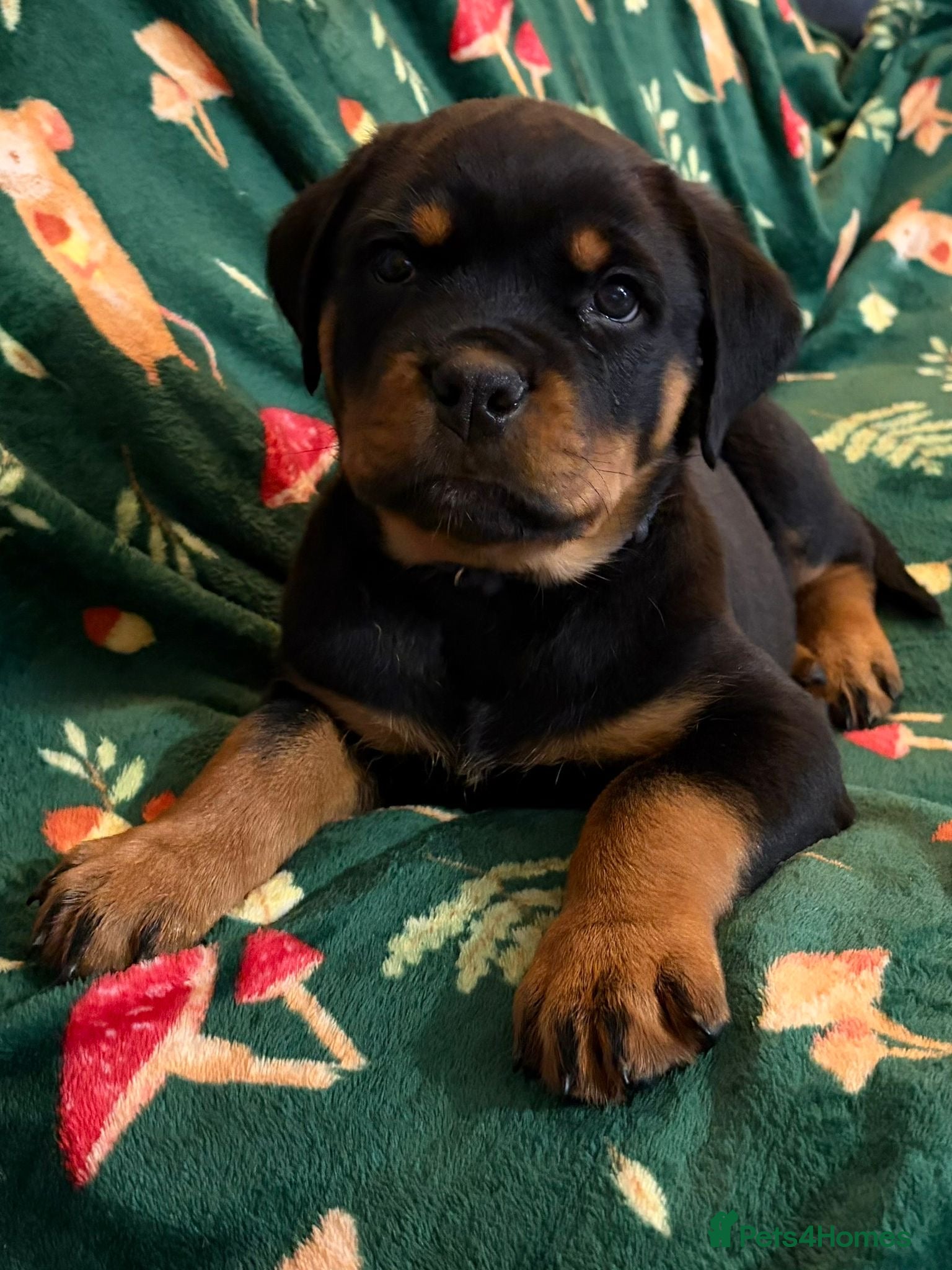 Rottweiler dogs Beautiful Rottweiler Puppies Available  - Advert 13