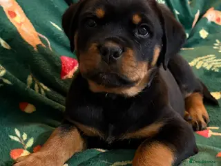 Rottweiler dogs Beautiful Rottweiler Puppies Available - Advert 6