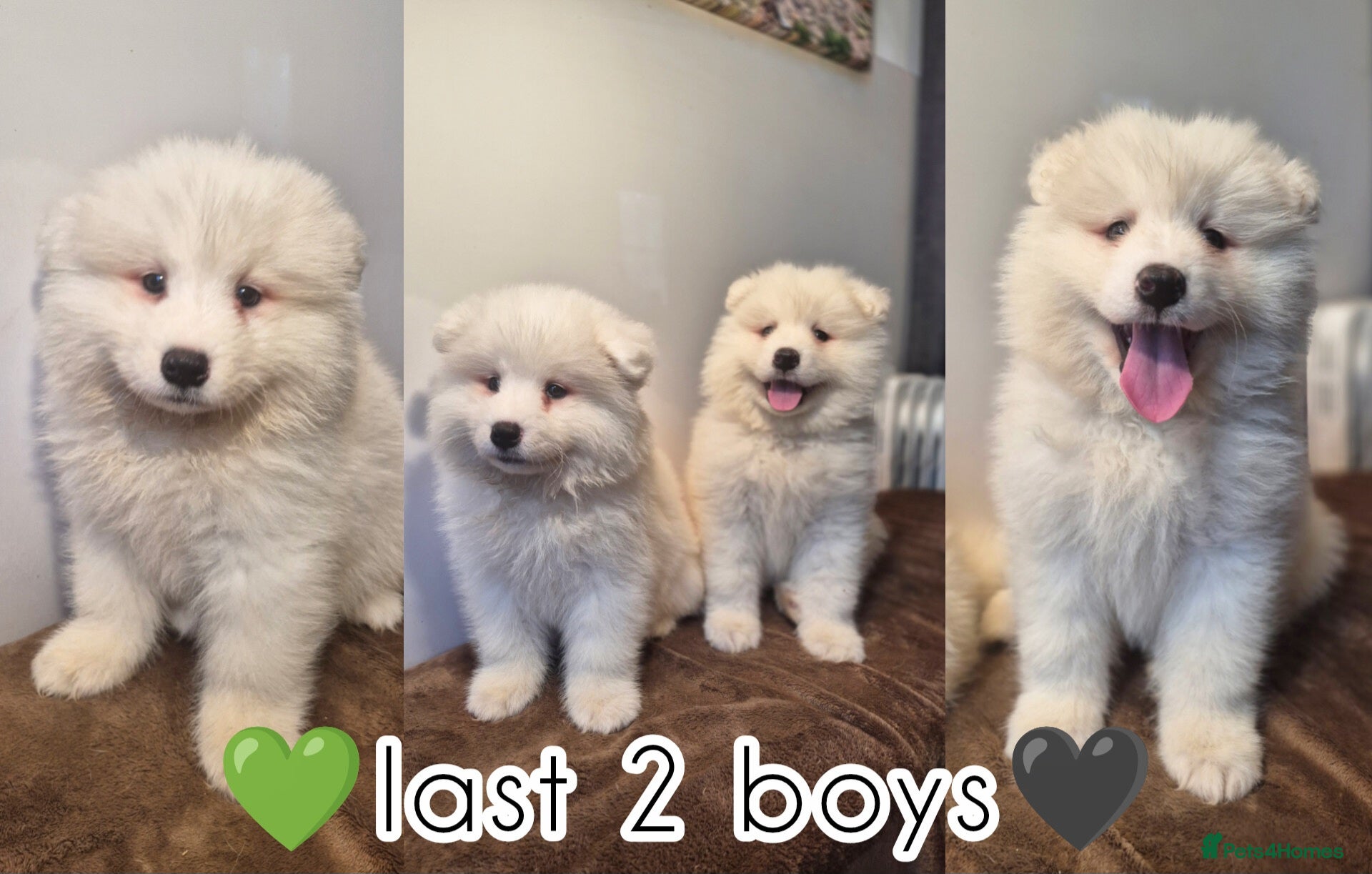 Samoyed dogs 2 Boys Left ready this weekend 8th❤️ - Advert 1