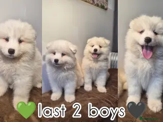Samoyed dogs 2 Boys Left ready this weekend 8th❤️ - Advert 2