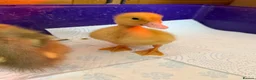 Ducks poultry for sale: 3 ducks for sale  in Leeds - Advert 3