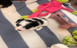 Mixed Breed dogs for sale: Adorable jackacavapoo puppies only 2 left  - Image 12