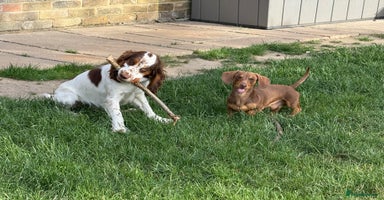Cocker Spaniel dogs - Advert 6