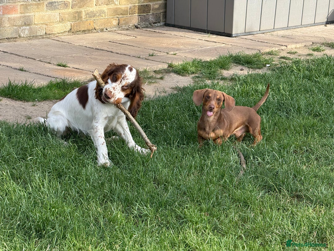 Cocker Spaniel dogs for sale: Lovable well behaved Cocker Spaniel - Image 3