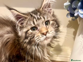 Maine Coon cats 2 Gorgeous Maine Coon Girl kittens - Advert 1