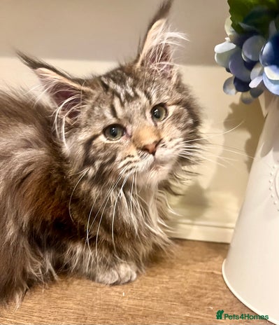 Maine Coon cats 2 Gorgeous Maine Coon Girl kittens - Advert 11