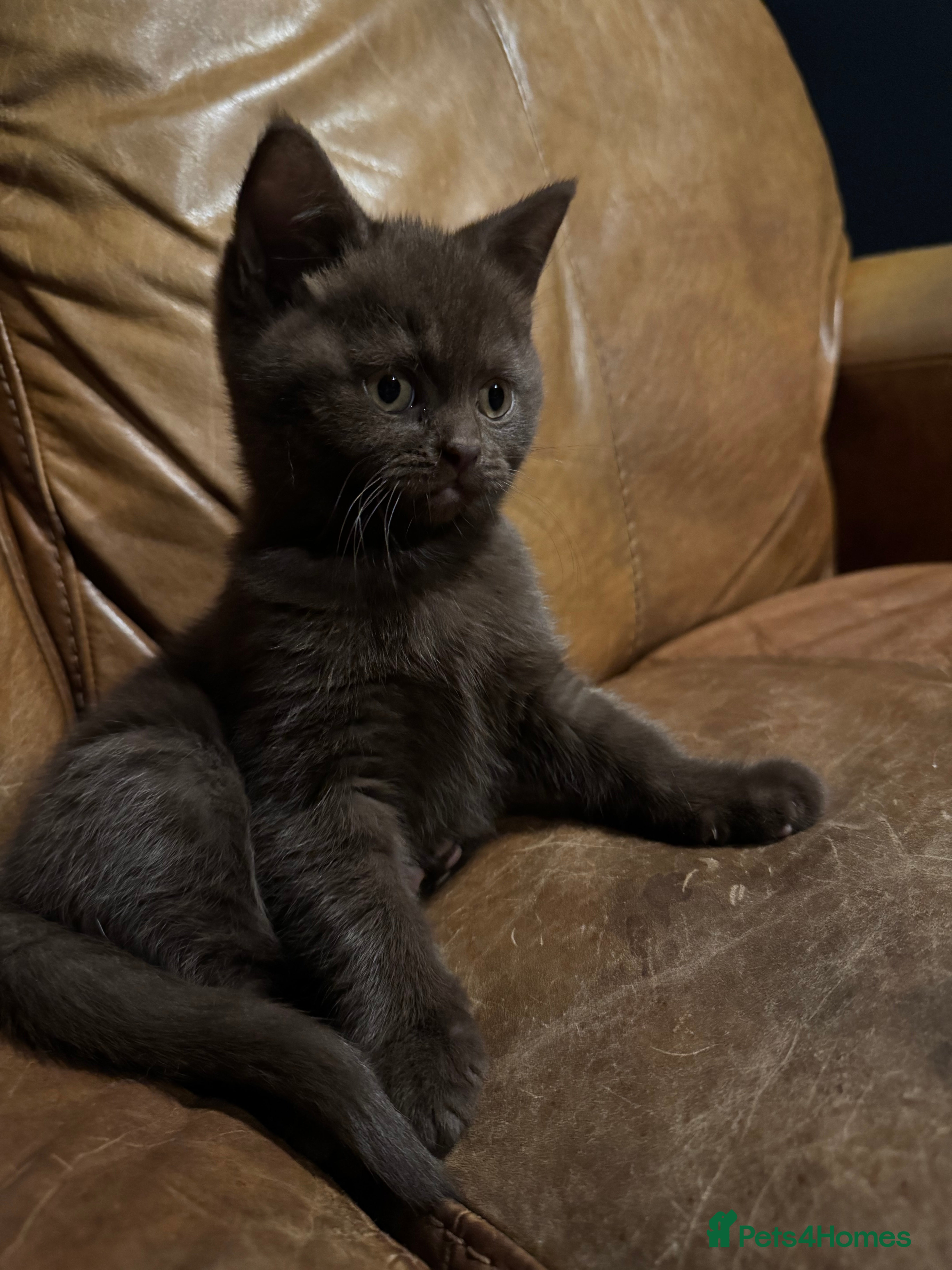 British Shorthair cats British Shorthair Kittens for sale - Advert 16