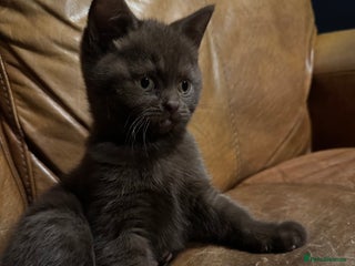 British Shorthair cats British Shorthair Kittens for sale - Advert 11