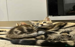 Mixed Breed cats for sale: Beautiful mixed breed kittens - Image 5