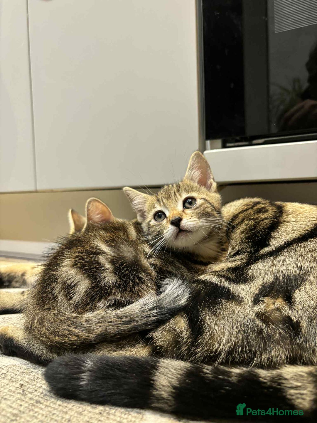 Mixed Breed cats for sale: Beautiful mixed breed kittens - Image 5