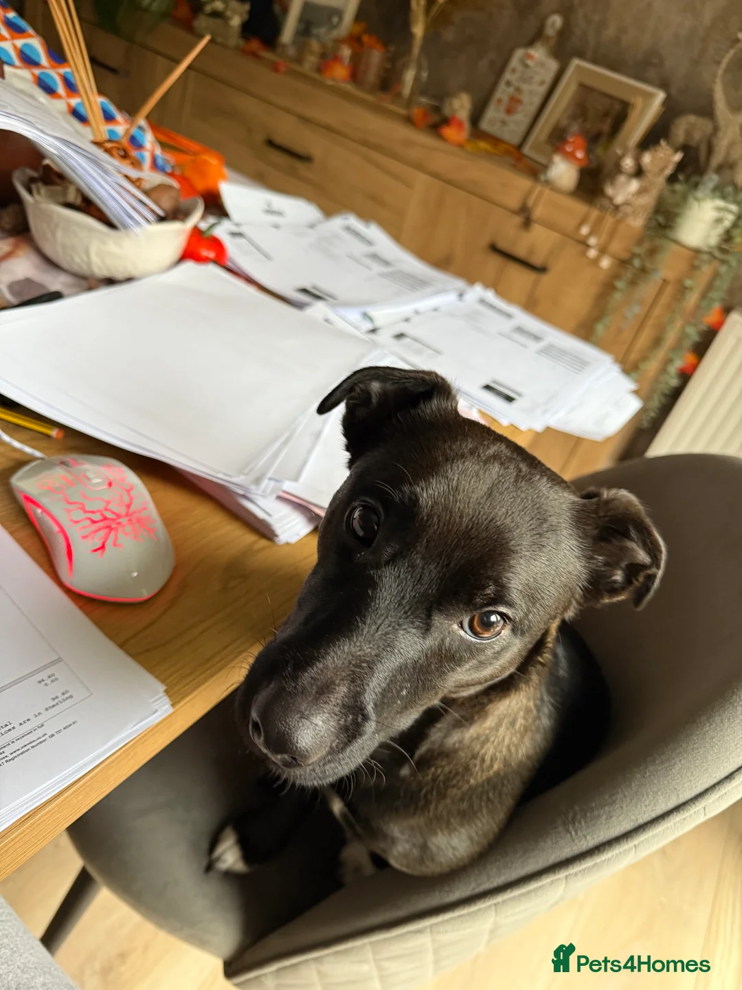 Patterjack dogs for sale: Patterjack  in Castleford - Advert 4