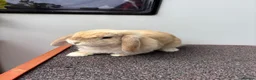 Mini Lop rabbits for sale: Mini Lop Kits - £80 - Four Marks, Alton - Advert 13