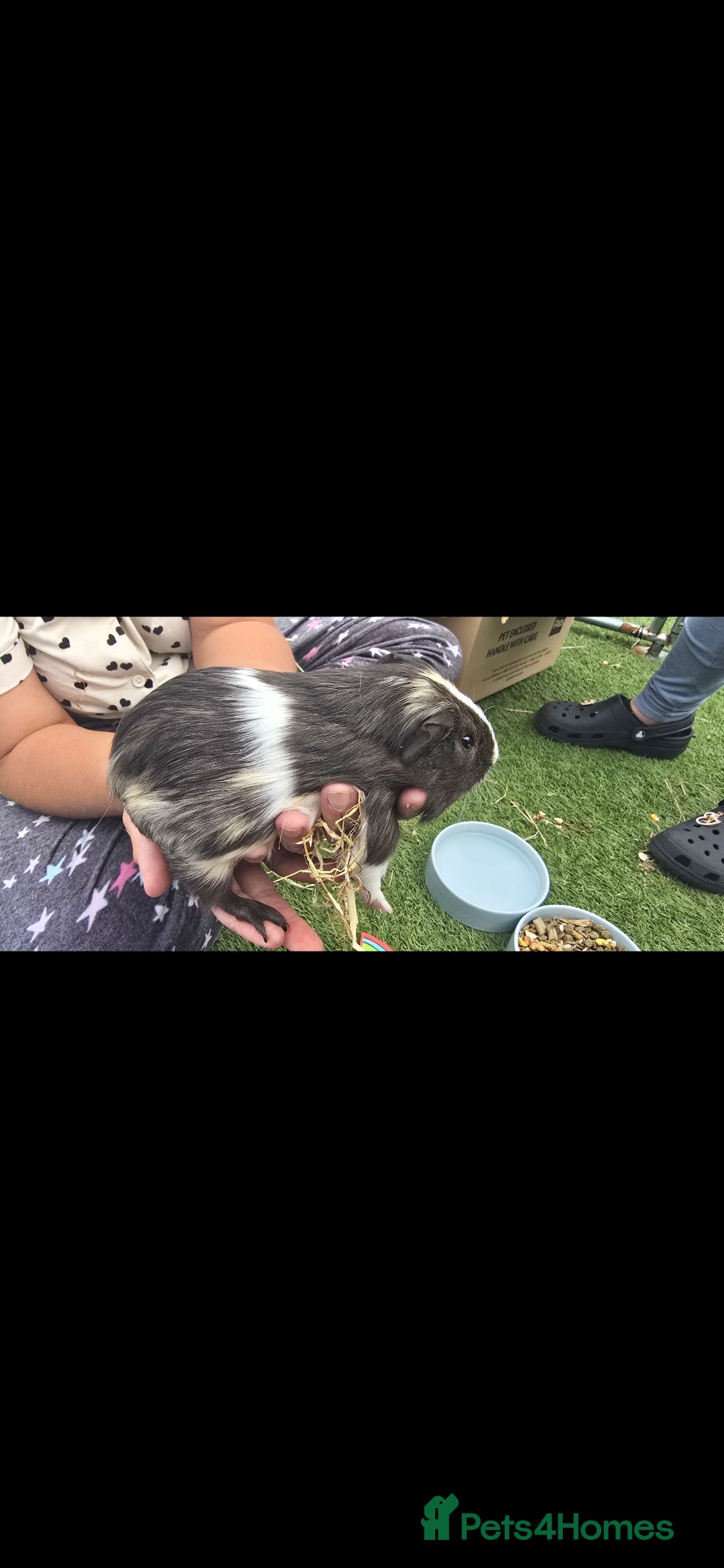 Guinea Pig rodents for sale: Male guinea pigs  - Advert 7