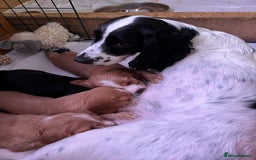 Cocker Spaniel dogs for sale: Beautiful cocker spaniels  - Image 8