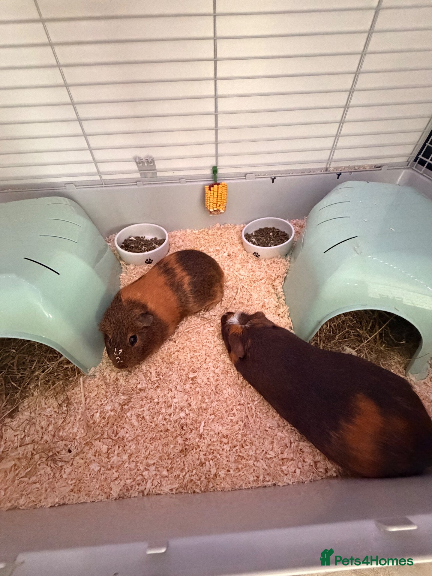 Guinea Pig rodents Boy Guinea pigs - Advert 1