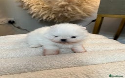 Pomeranian dogs for sale: Outstanding champion bloodline KC reg puppies  - Advert 20